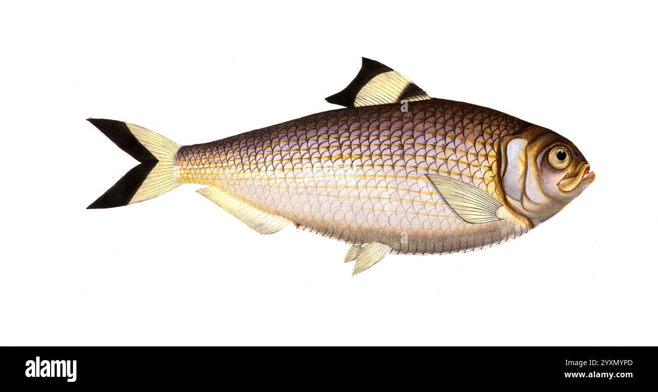 Fisch, Fische, Fischgattung Echte Heringe, Clupea sinensis ...
