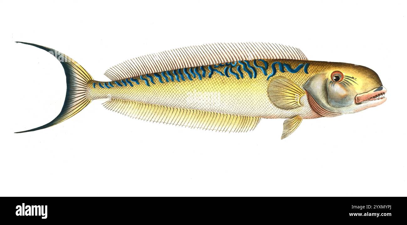 Coryphaena plumieri hi-res stock photography and images - Alamy, image size:1300x718