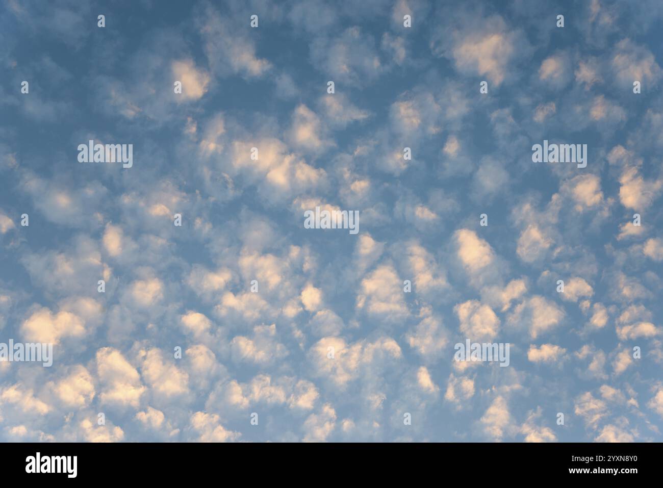 Mauve-coloured fleecy clouds in a blue evening sky, pastel atmosphere, cirrocumulus, high fleecy cloud, Lower Saxony, Germany, Europe Stock Photo