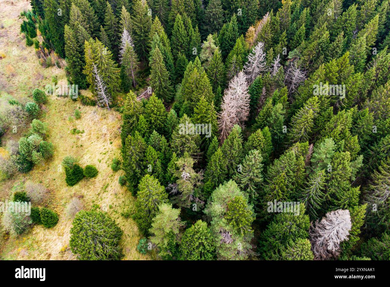 Green treetops dense forest aerial hi-res stock photography and images ...
