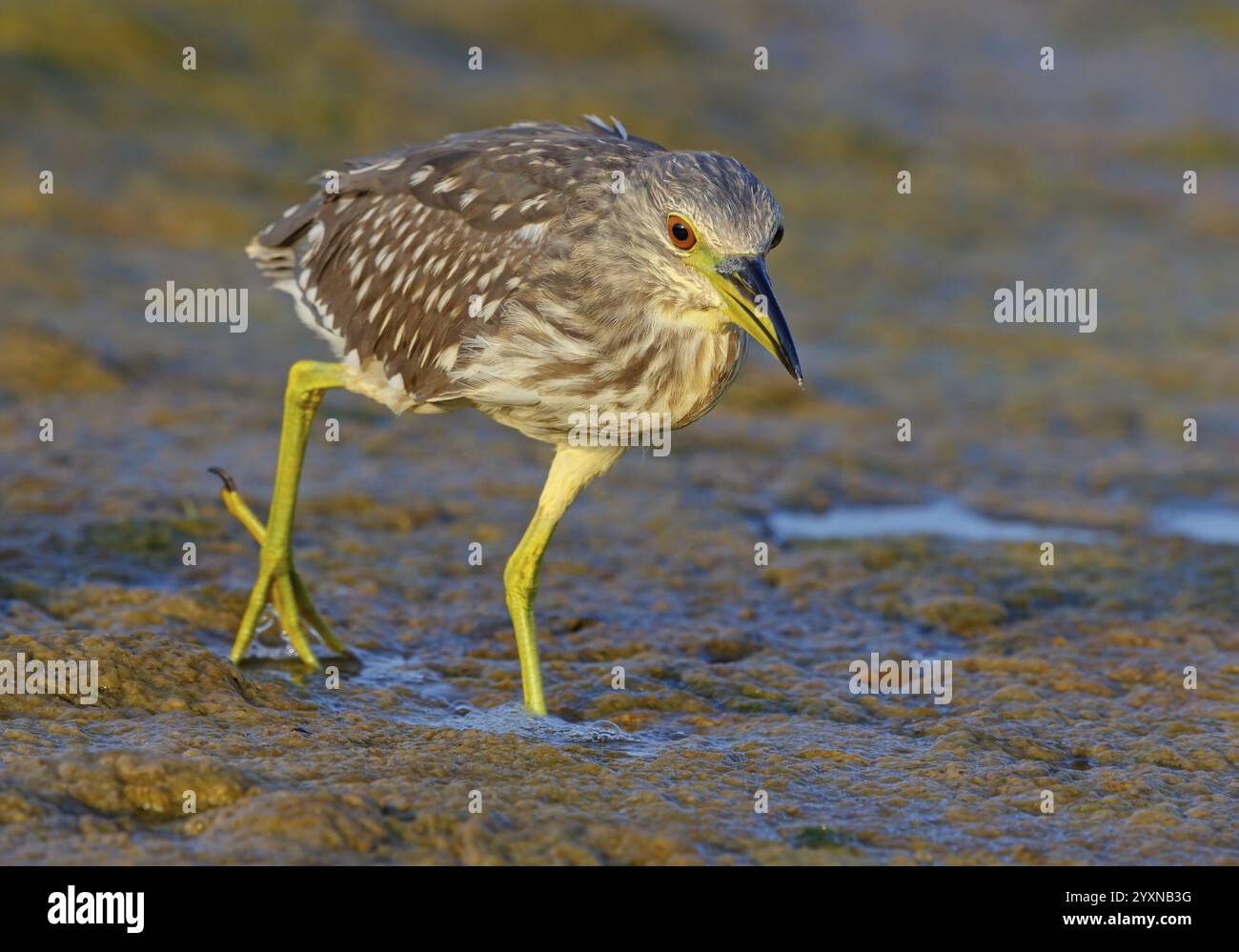 Black-crowned Night Heron, Night Heron, Black-crowned Night-Heron ...