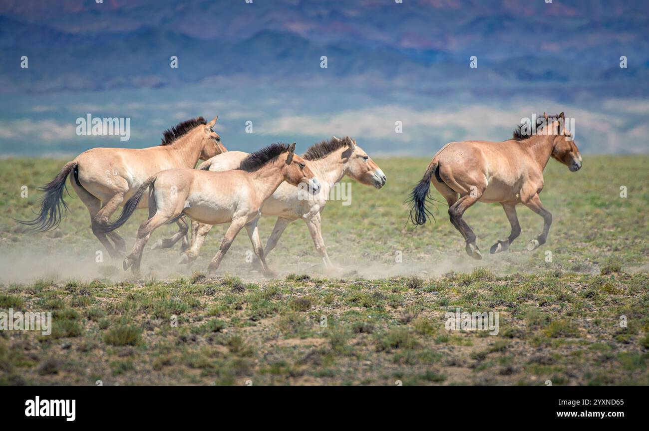 Wild horses Przewalskii (Equus przewalskii), Gobi-Altai province. Mongolia Stock Photo