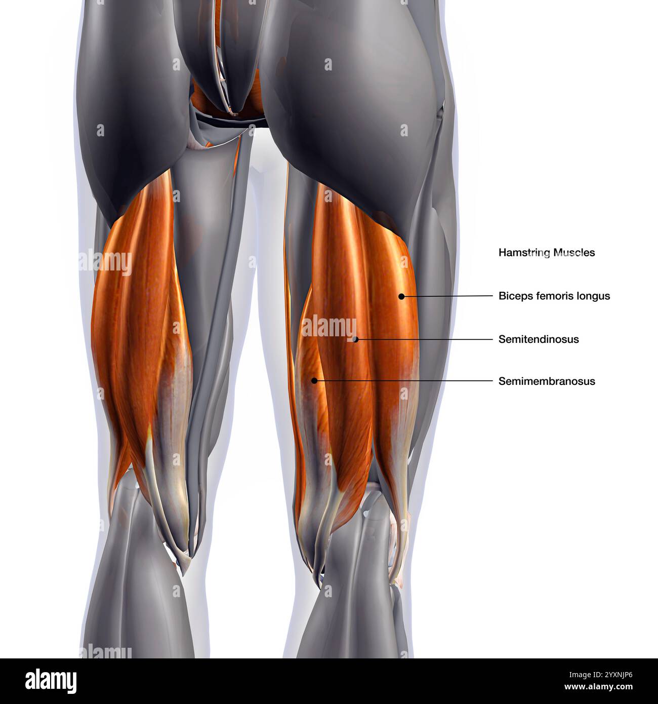 Biceps femoris muscle hi-res stock photography and images - Alamy