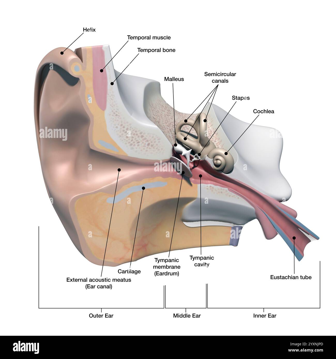 Cross section of the human ear, with labels. Stock Photo