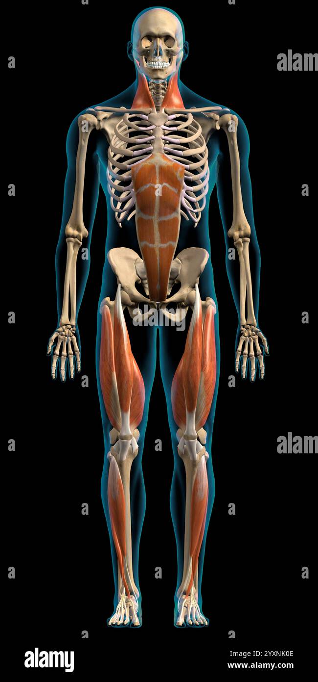 Male superficial network of muscles on white background, frontal view. Stock Photo