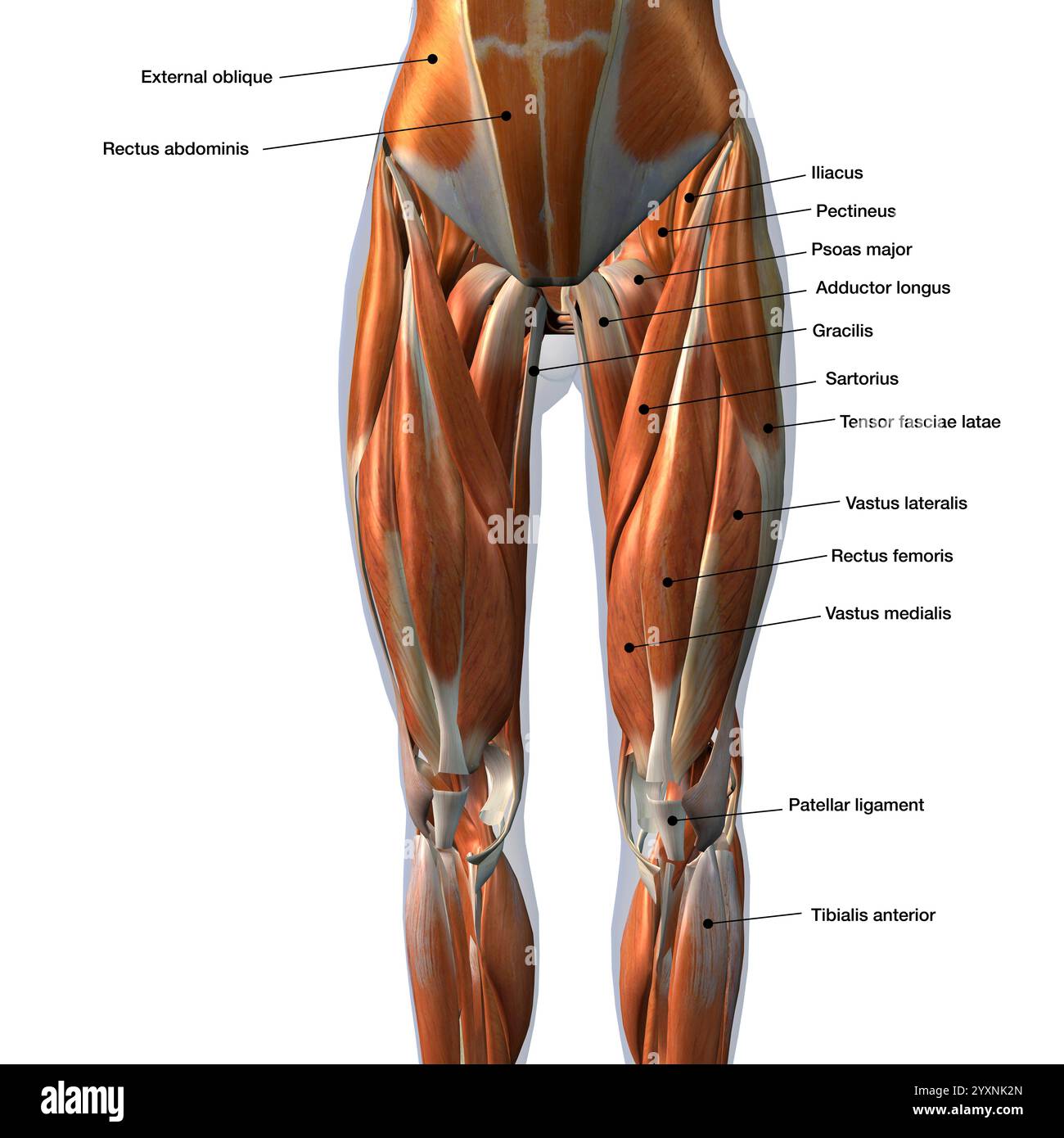 Female genital parts hi-res stock photography and images - Alamy, image size:1300x1390
