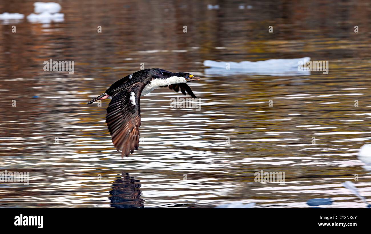 A cormorant of the antarctic wildlife Stock Photo