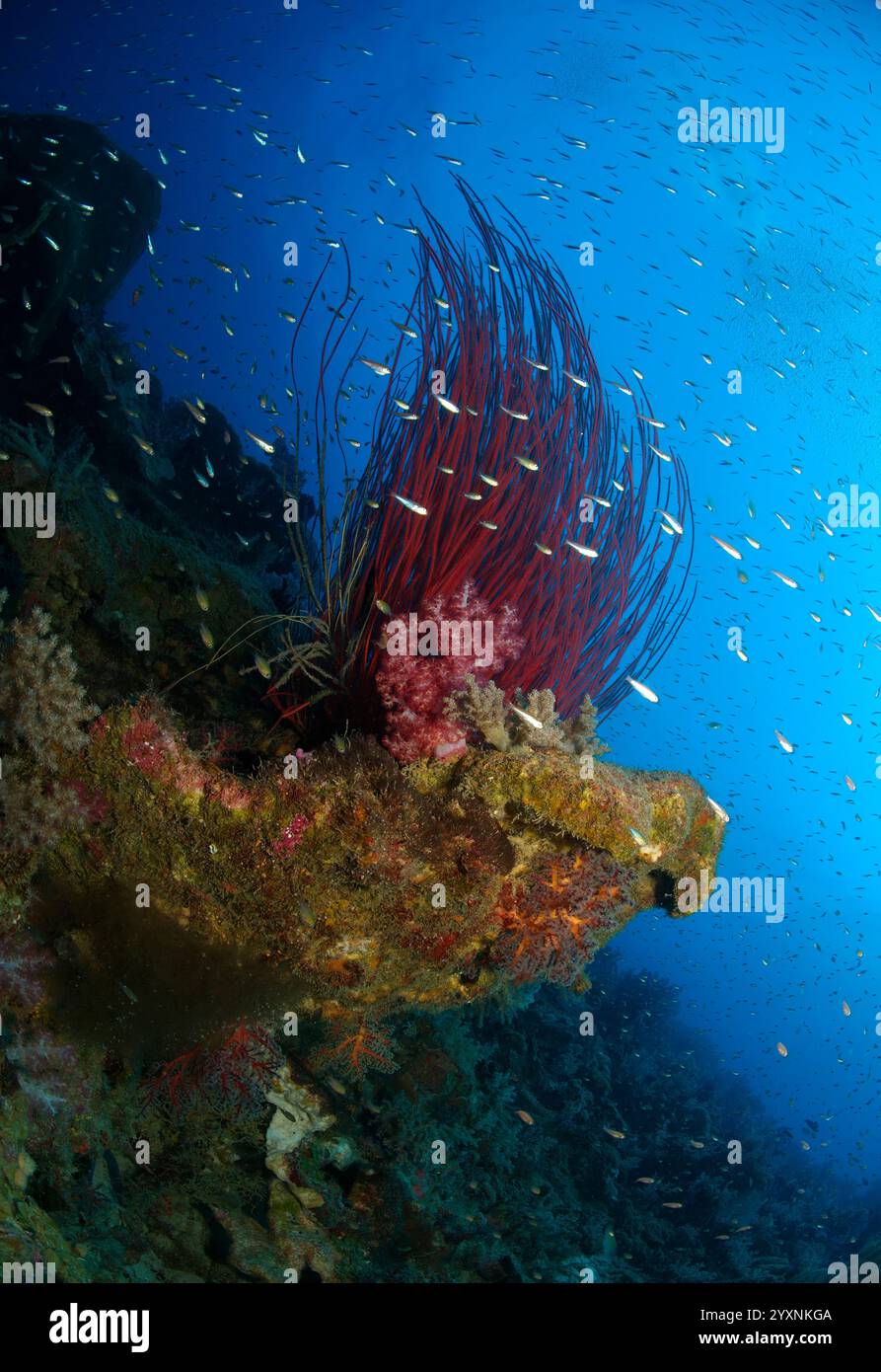 Long red whip coral bush (Ellisella ceratophyta) with a school of small ...