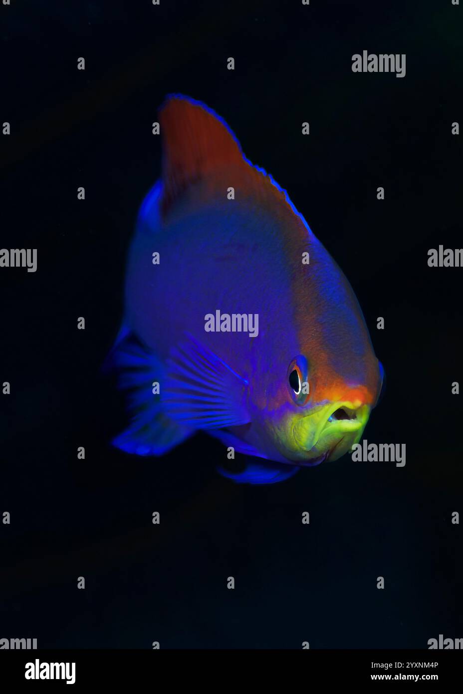 Head-on portrait of purple anthias (Pseudanthias tuka). Stock Photo