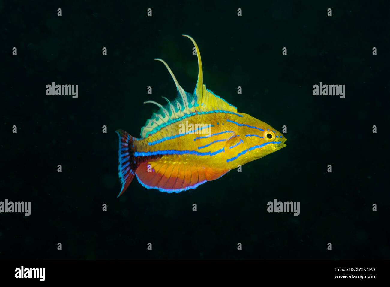 Male yellowfin flasher wrasse (Paracheilinus flavianalis) displaying its bright colors. Stock Photo