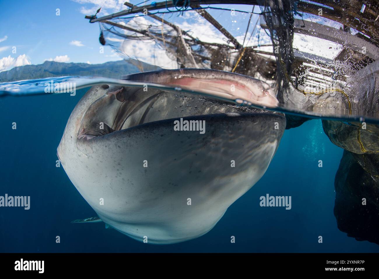 Over-under image of a whale shark (Rhincodon typus) under a bagan ...