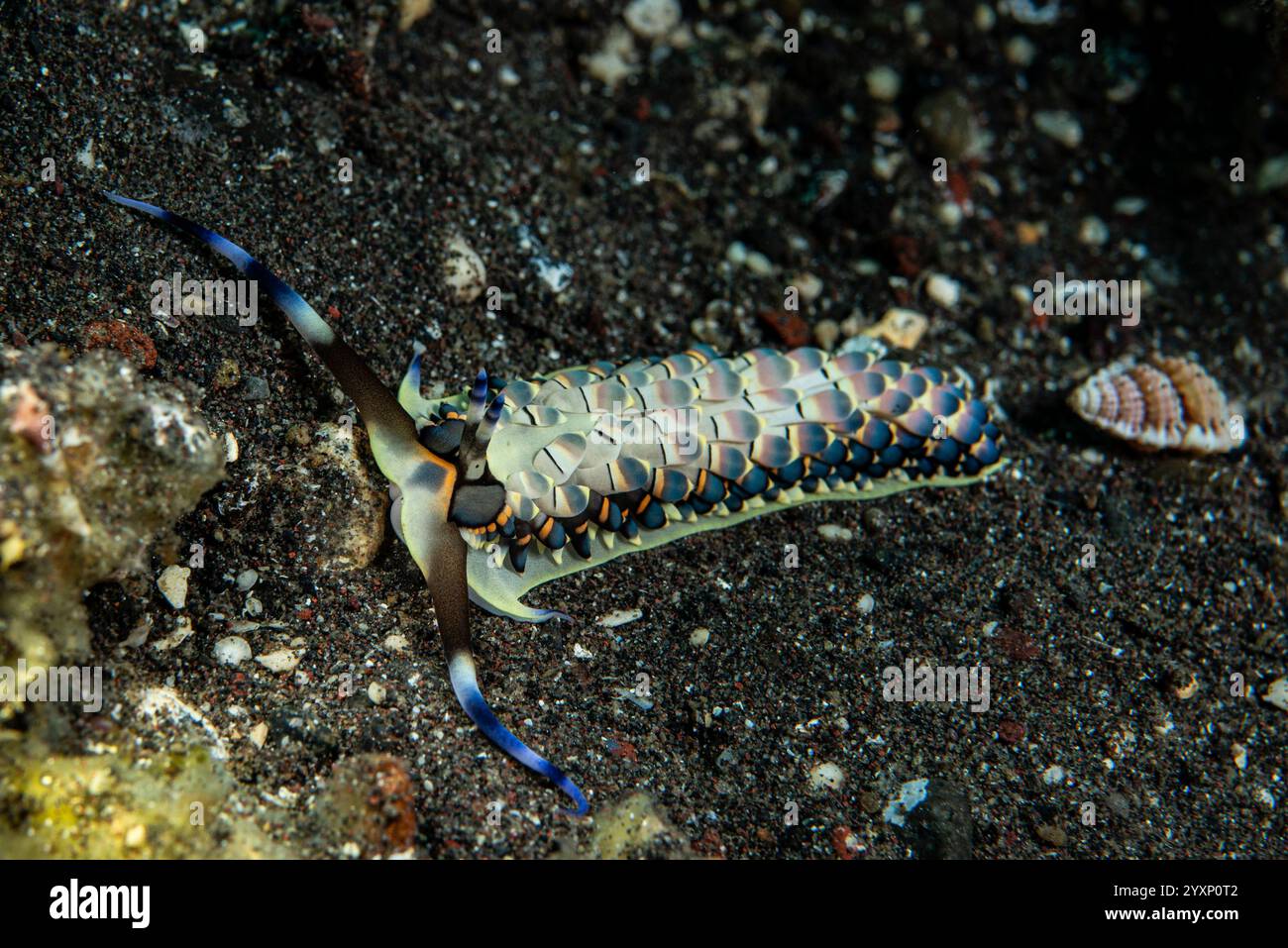 Aeolid nudibranch (Tenellia sp.), with blue-striped cerata, Bali, Indonesia. Stock Photo