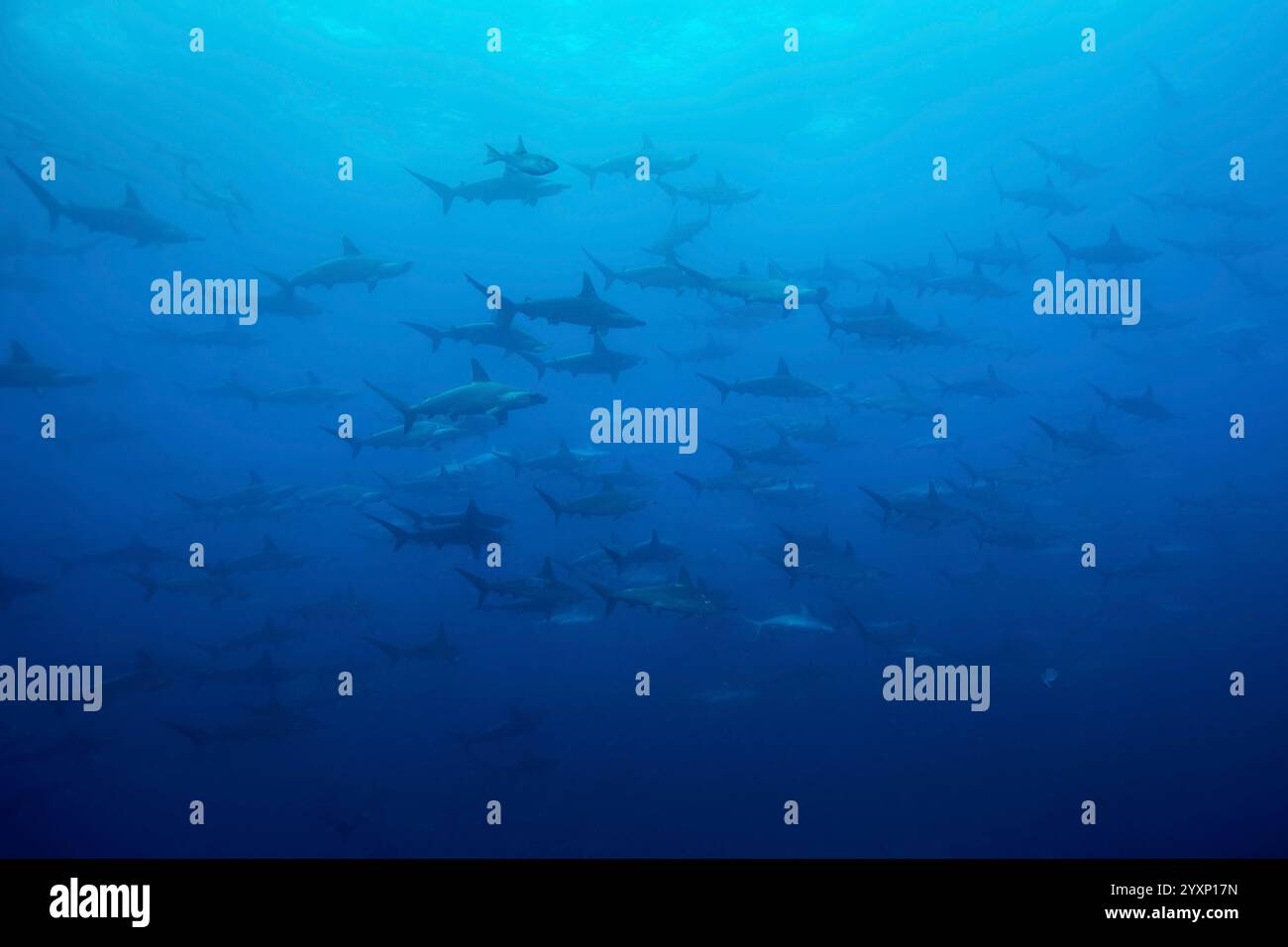 Large school of scalloped hammerhead sharks converging towards the