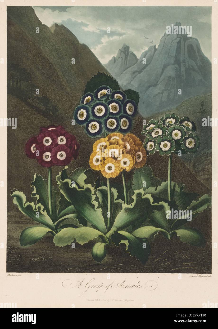 Vintage botanical aesthetic hi-res stock photography and images - Alamy