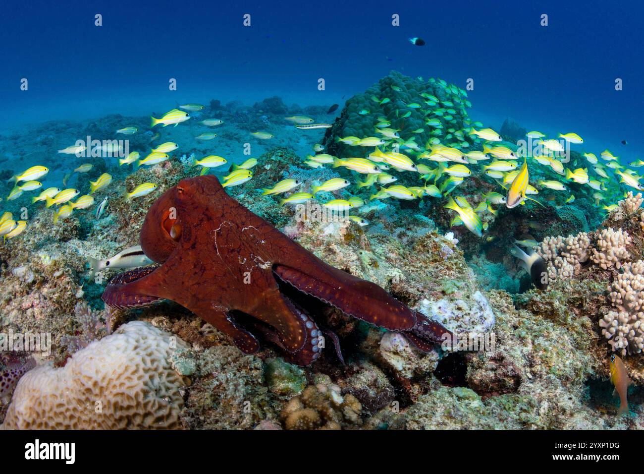 Snapper Octopus Graphics Red octopus surrounded by a school of blue-line snapper, Mauritius ...