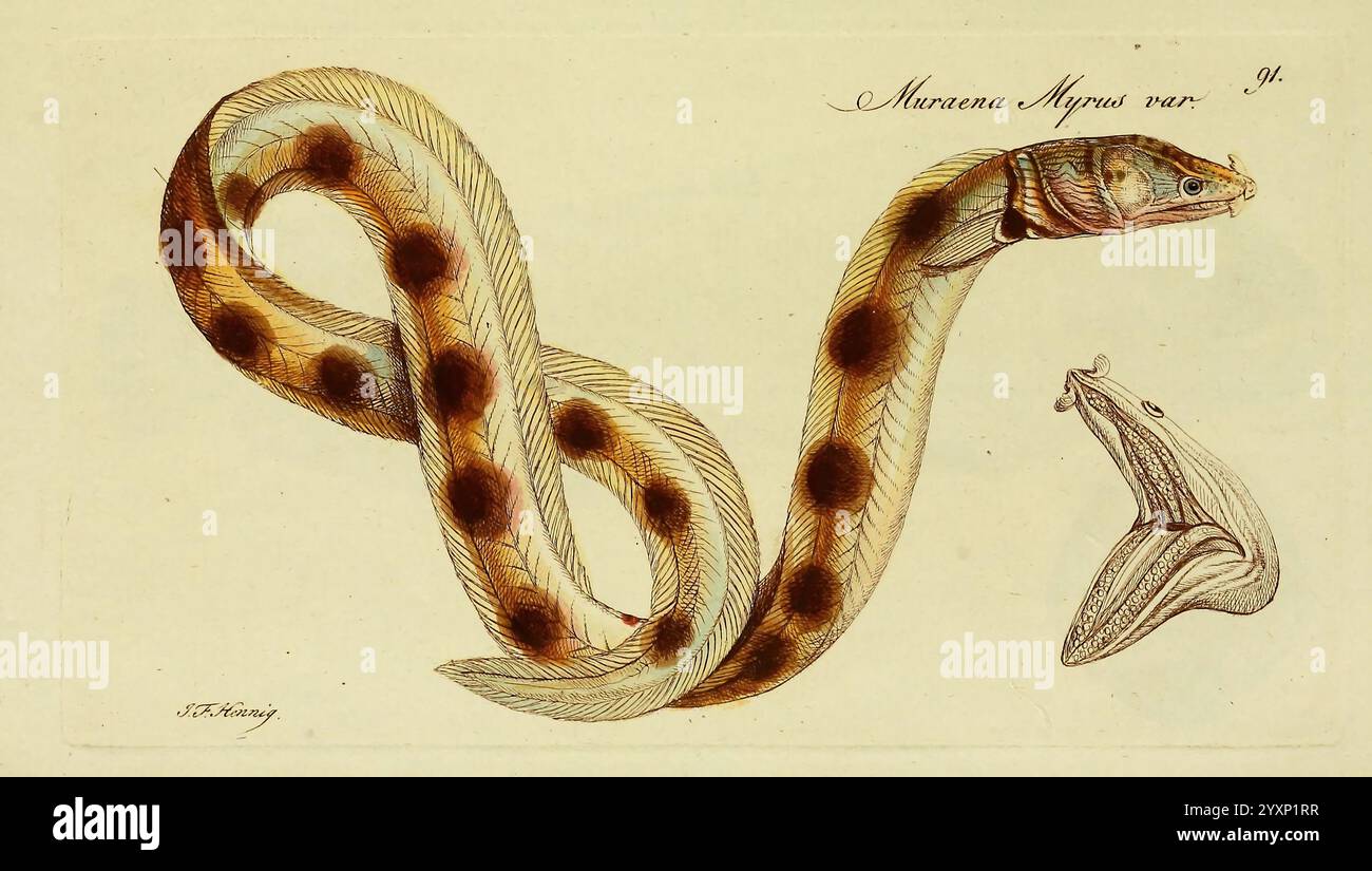 Eels smooth texture hi-res stock photography and images - Alamy