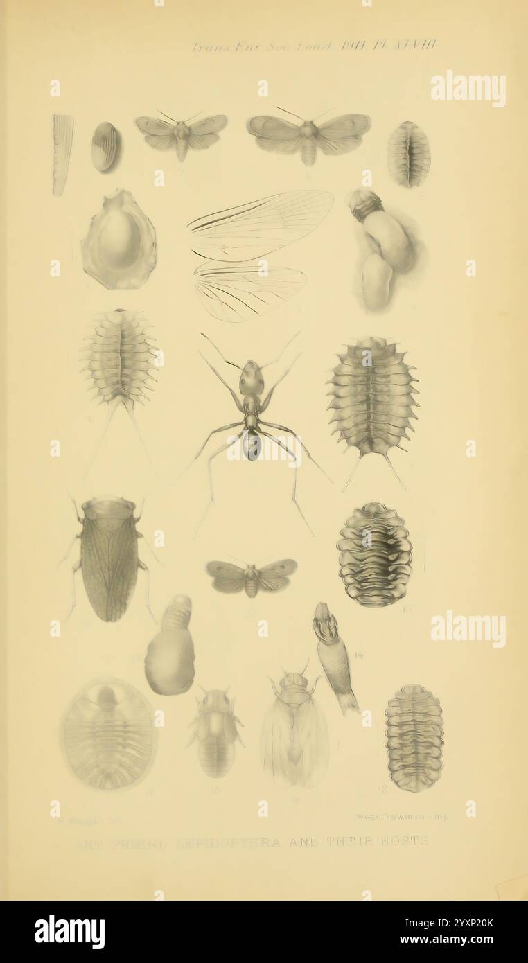 Insect Reference Transactions of the Entomological Society of London London The Society ...