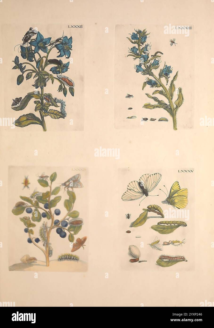 De Europischen insecten Tot Amsterdam By J.F. Bernard 1730 botany ...