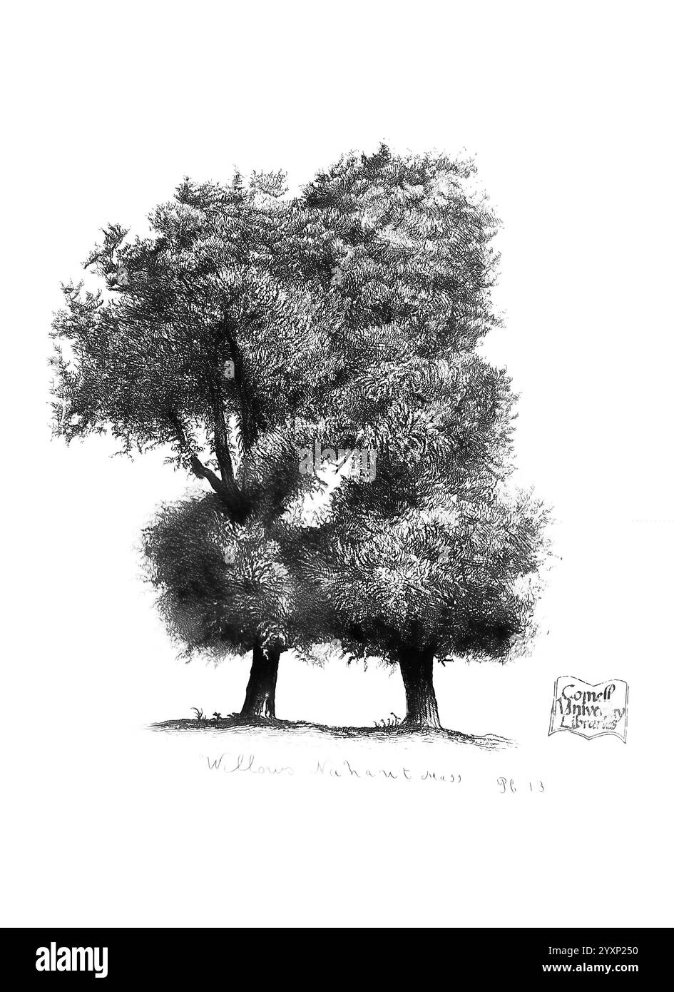 The trees of America, Boston, W. White [1855-58], trees, United States., A detailed illustration of two majestic willow trees standing closely together. Their lush, sweeping branches create a canopy that showcases an intricate network of leaves. The trunks are sturdy and textured, emphasizing the age and resilience of the trees. Below them, the ground is subtly indicated, suggesting a natural setting. The artwork is signed with the name ''Comer'' and the date ''98'' near the base, hinting at the artist’s signature style. This piece beautifully captures the elegance and grace of willows, inviti Stock Photo