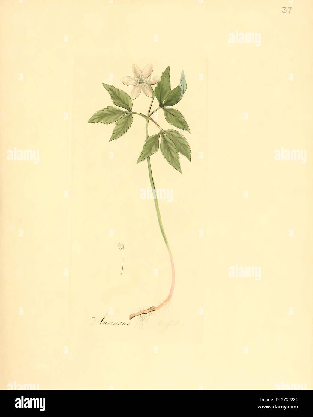 Flora medica, oder, Abbildung der wichtigsten officinellen Pflanzen ...