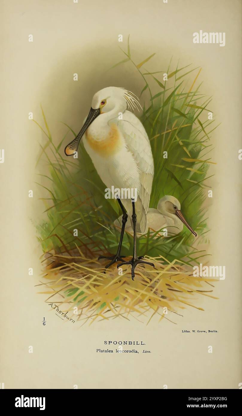 Second spoonbill hi-res stock photography and images - Alamy