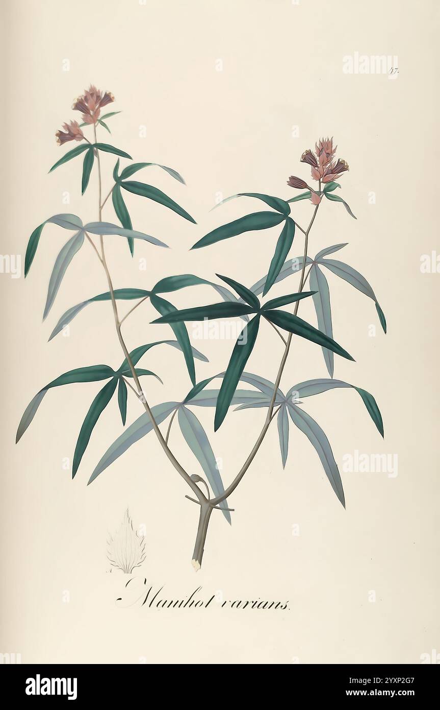 Plantarum Brasiliae icones et descriptiones hactenus ineditae ...