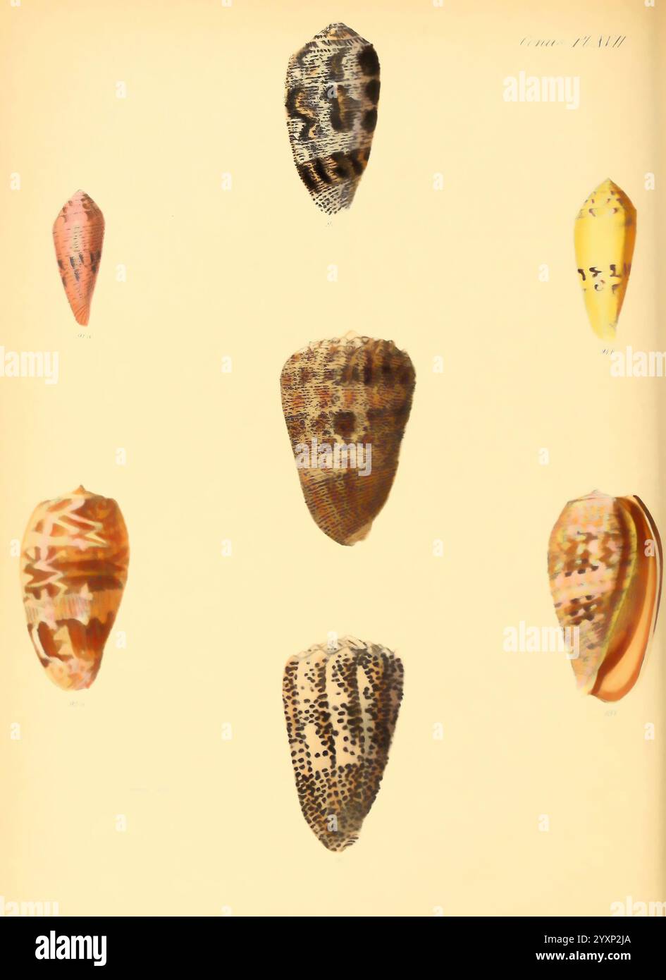 Shells stunning coloration hi-res stock photography and images - Alamy