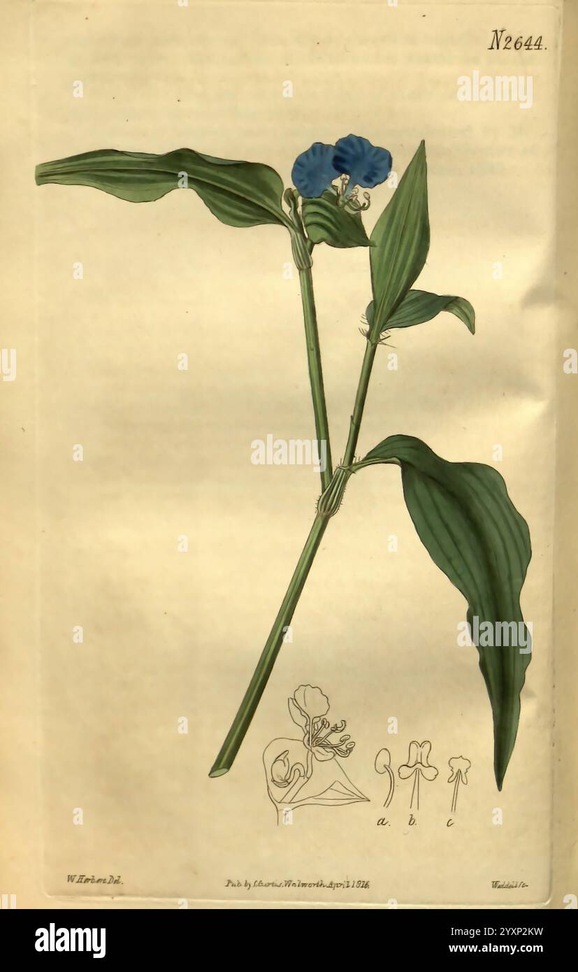 Curtis's Botanical Magazine London New York Botanical Illustration ...