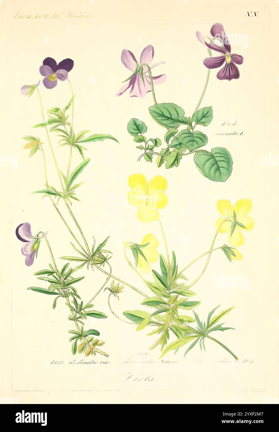 Violets showcases hi-res stock photography and images - Alamy