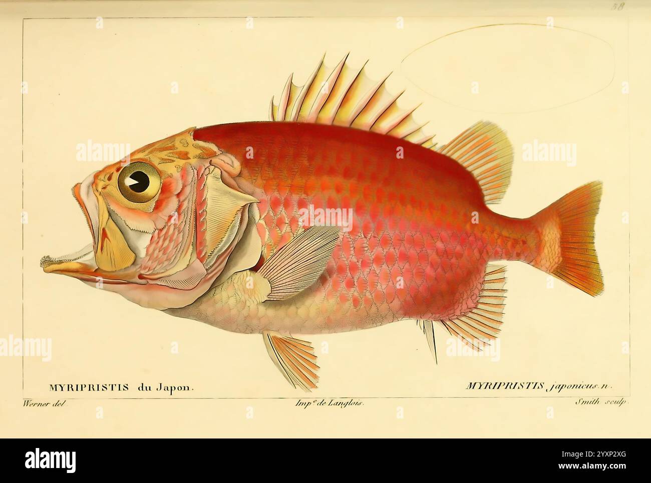 Histoire naturelle des poissons Paris Chez F. G. Levrault 1828-1849 ...