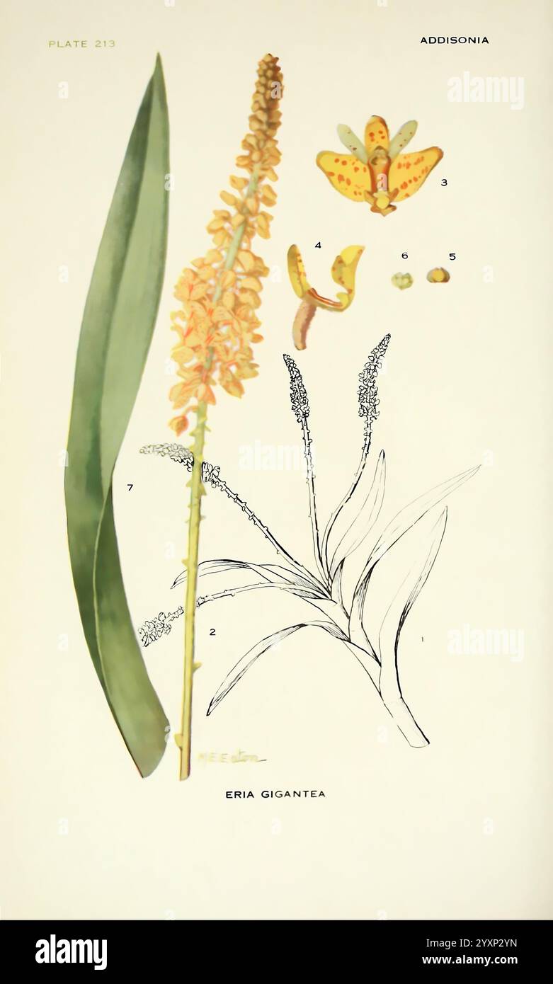 Tall inflorescence laden hi-res stock photography and images - Alamy