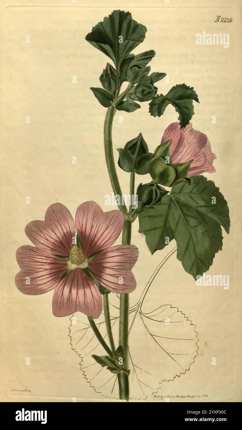 Curtis's Botanical Magazine, London, New York, botanical illustration ...