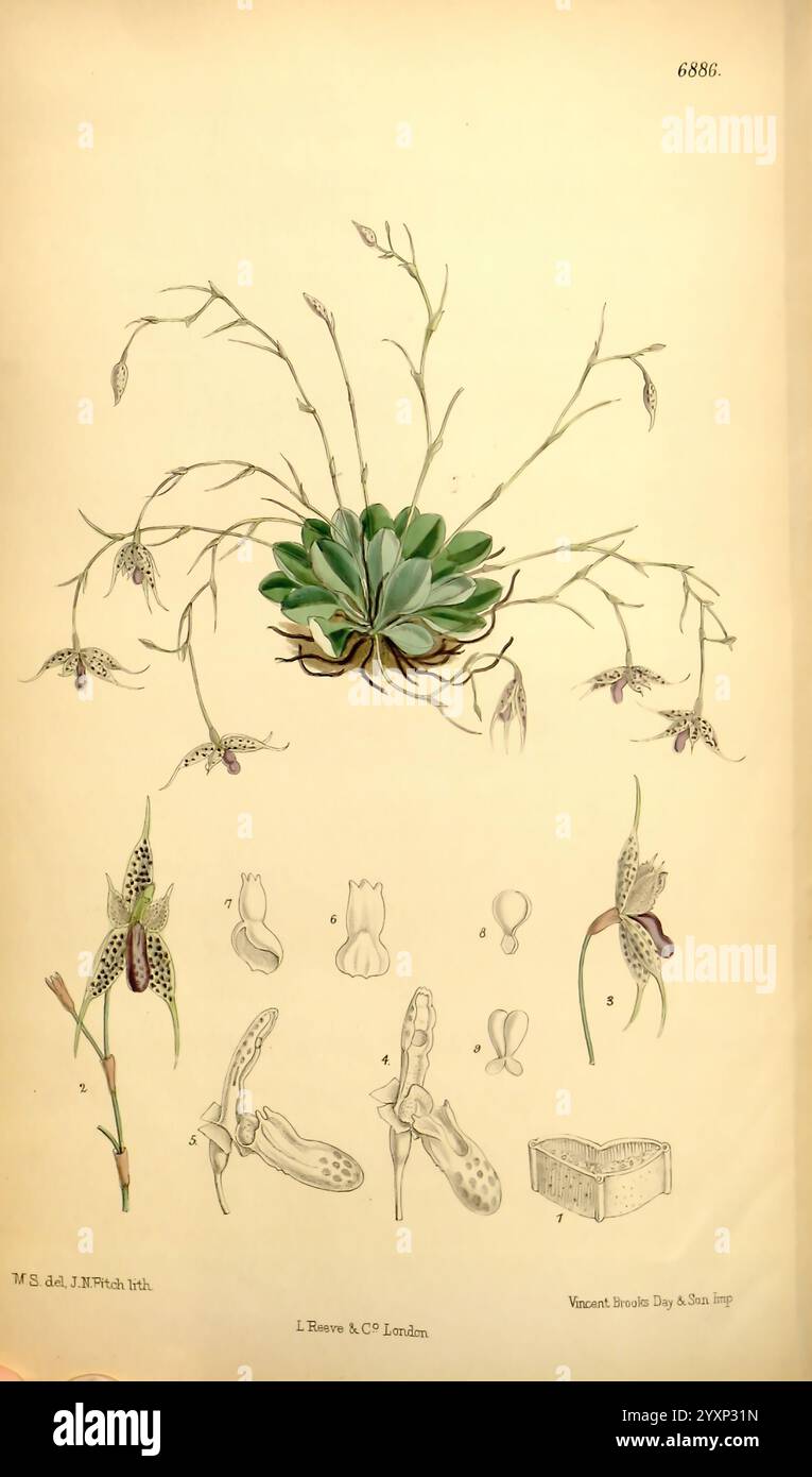 Curtis's Botanical Magazine, London, New York, Botanical Illustration ...