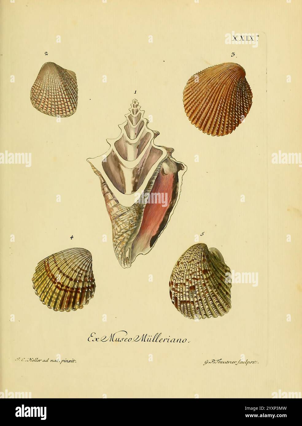 Astect Shells Three beautifully detailed shells hi-res stock photography and images ...