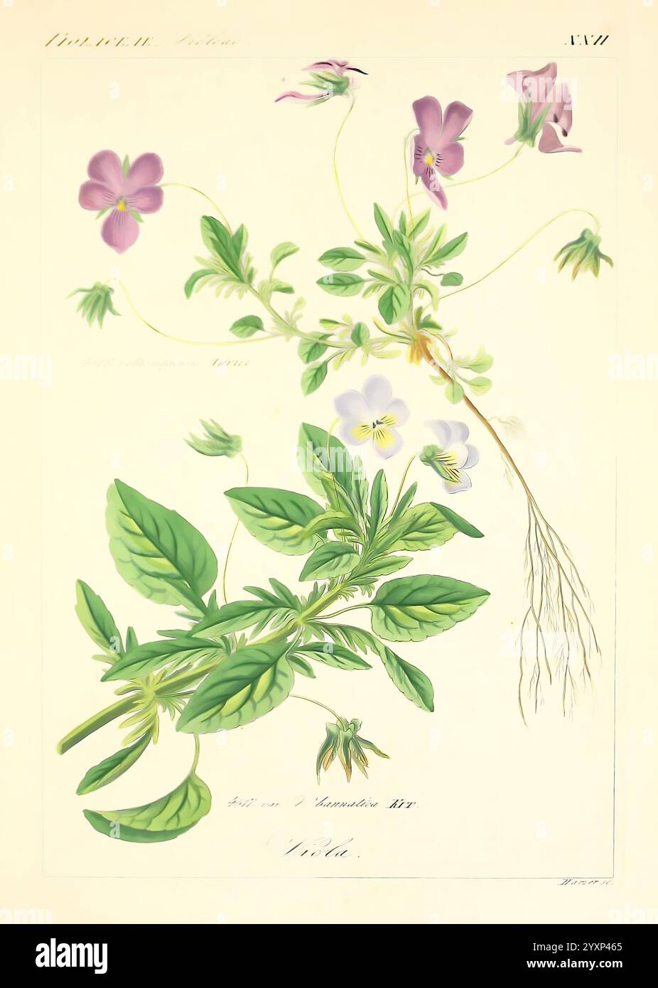 Showcasing various species of violets hi-res stock photography and ...