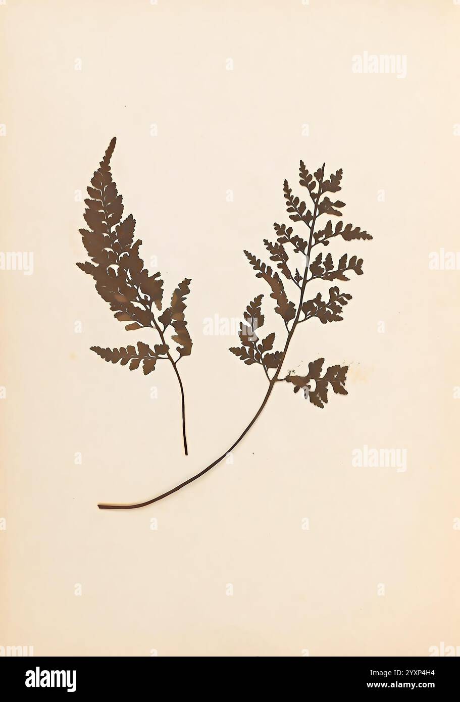 Leaves exhibit varying shapes hi-res stock photography and images - Alamy