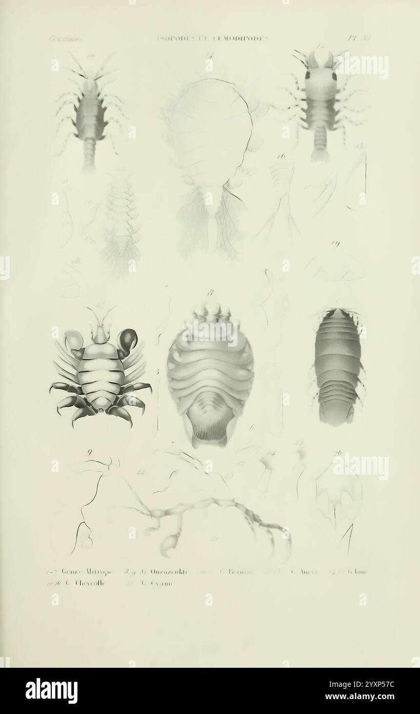 Various isopods hi-res stock photography and images - Alamy