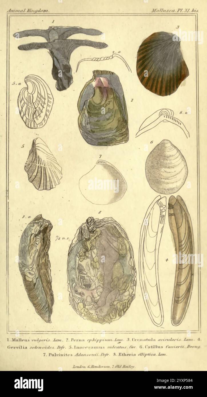Anatomical structure alongside several shell types hi-res stock ...