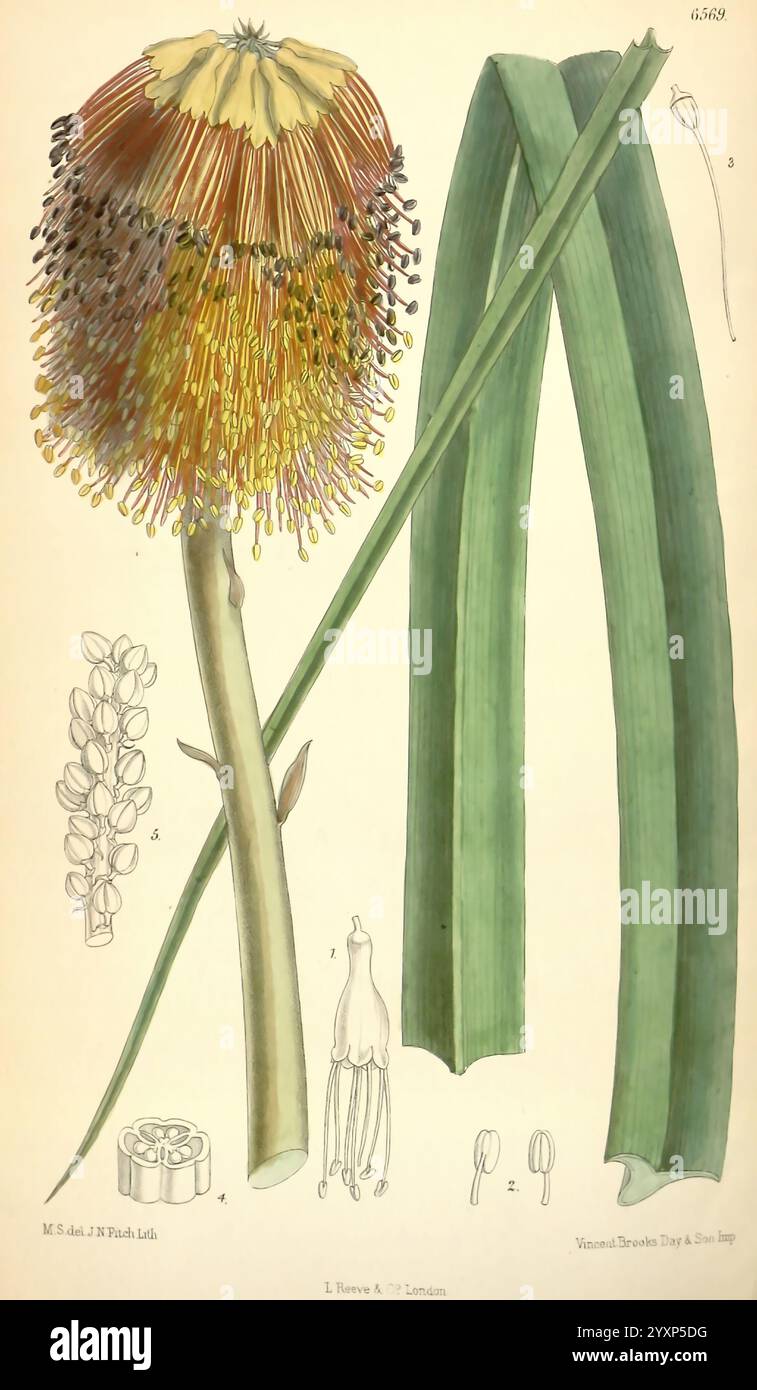 Science matilda smith kniphofia comosa kniphofia pumila taxonomy hi-res ...