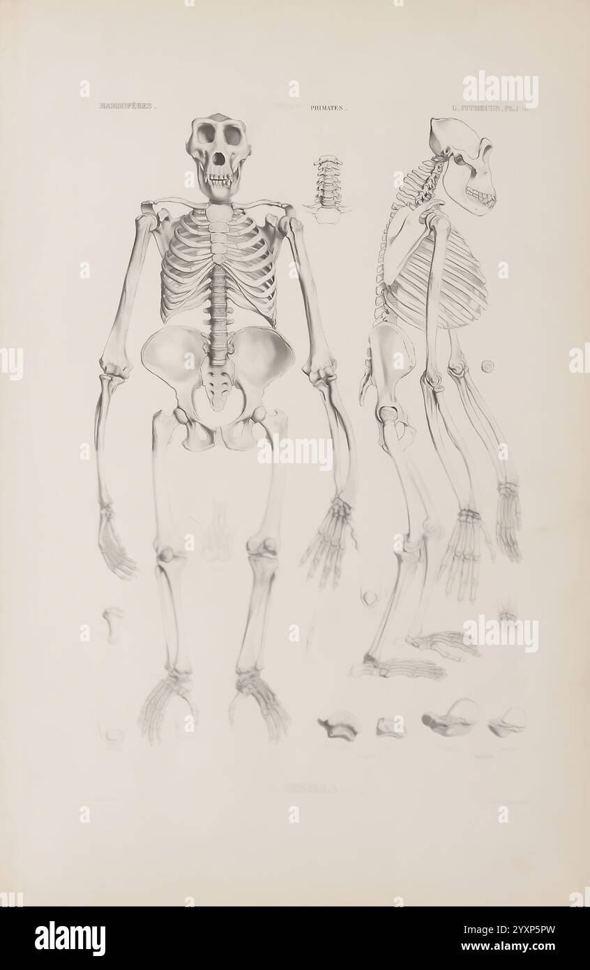Ostéographie ou Description iconographique comparée du squelette et du ...