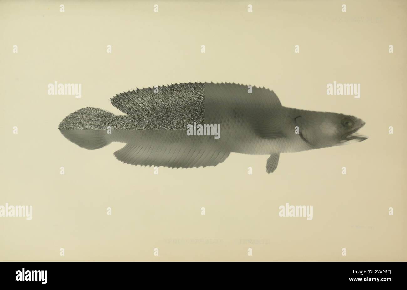 Delicate line work captures hi-res stock photography and images - Alamy