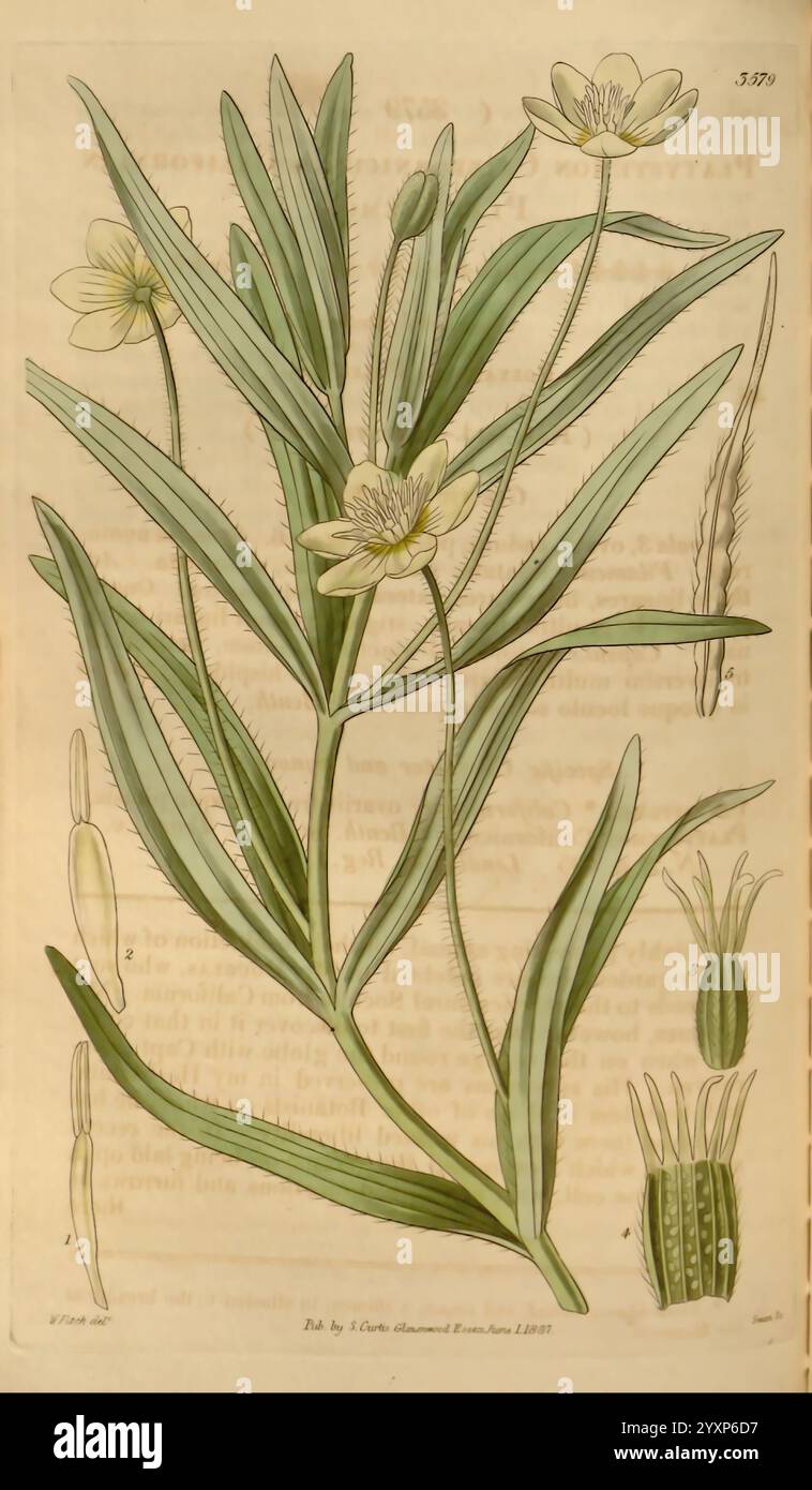 Curtis's Botanical Magazine, London, New York, Botanical Illustration ...