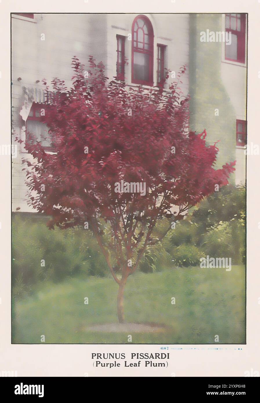 Striking purple leaves create hi-res stock photography and images - Alamy
