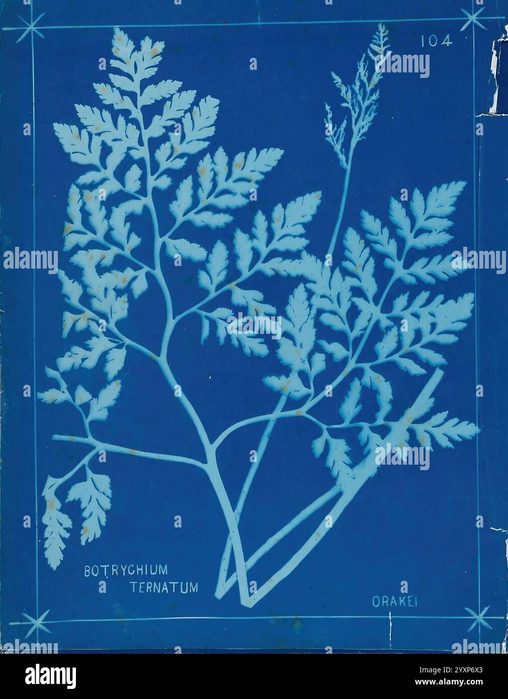 Ferns ghostly white silhouettes hi-res stock photography and images - Alamy
