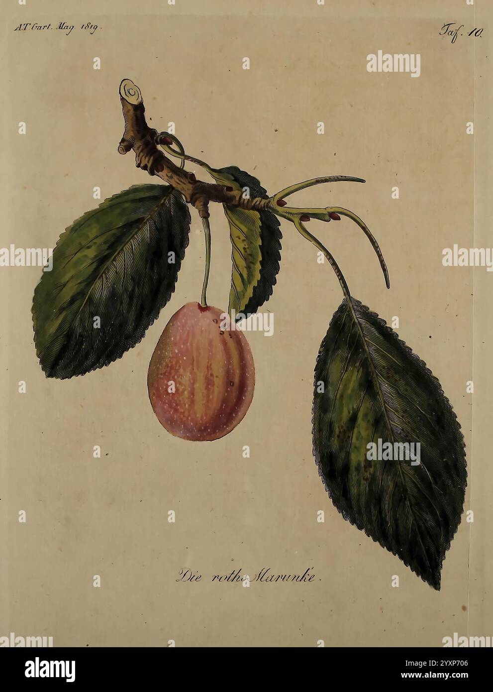 Fortsetzung des Allgemeinen teutschen Garten-Magazins Weimar Im Verlage des Landes-Industrie-Comptoirs 1815-1824 gardening Germany horticulture periodicals, A botanical illustration showcasing a single ripe plum hanging from its branch, accompanied by two broad, textured leaves. The plum exhibits a smooth skin with a gradient of colors, featuring soft pink and hints of purple. The branch is depicted with intricate details, including its twining tendrils, emphasizing the natural beauty and delicate structure of the fruit and foliage. The background provides a neutral canvas, allowing the vibran Stock Photo