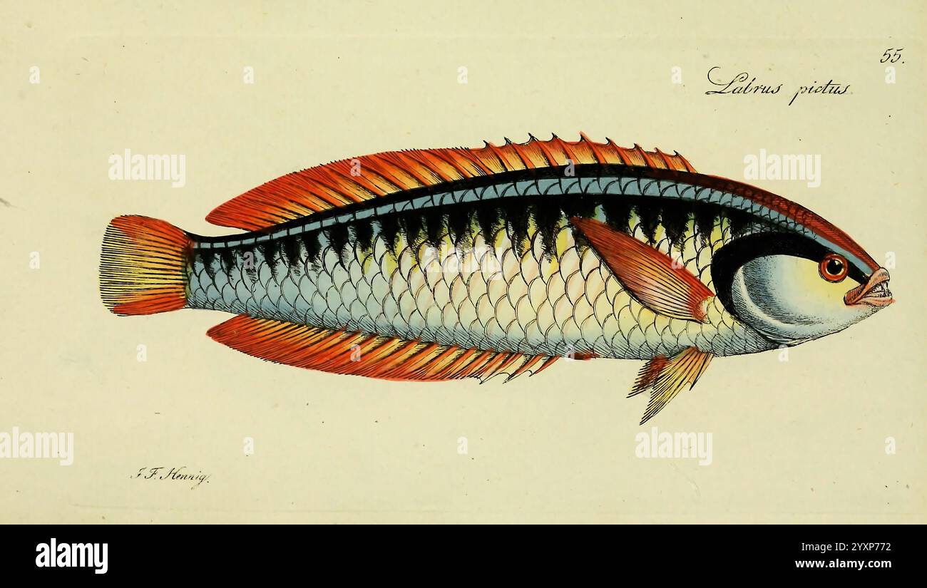 M.E. Blochii Systema Ichthyologiae Iconibus CX Illustratum v.2 Berolini ...