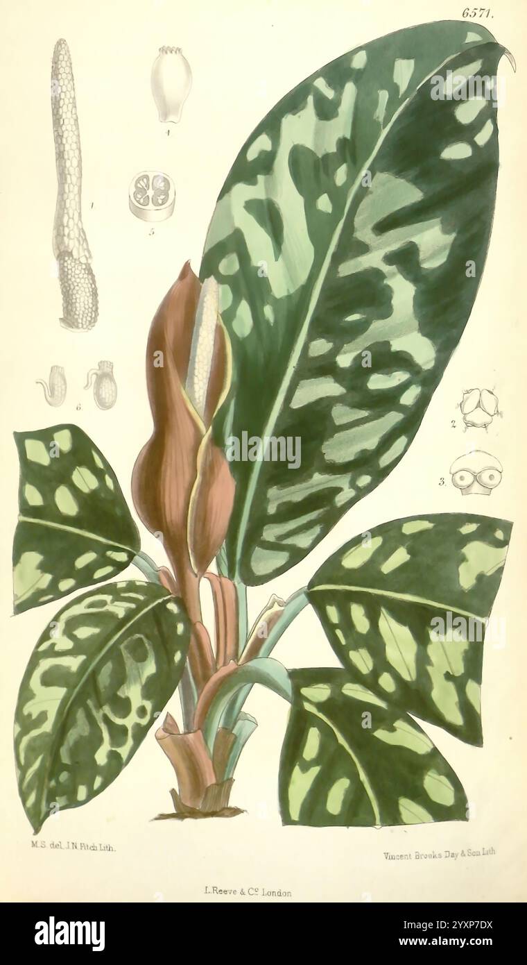 Science matilda smith adelonema wallisii taxonomy hi-res stock ...