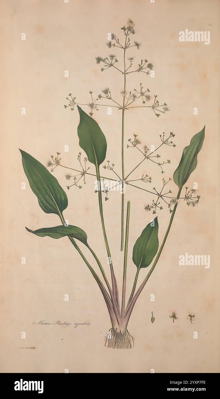 Growing atop slender hi-res stock photography and images - Alamy