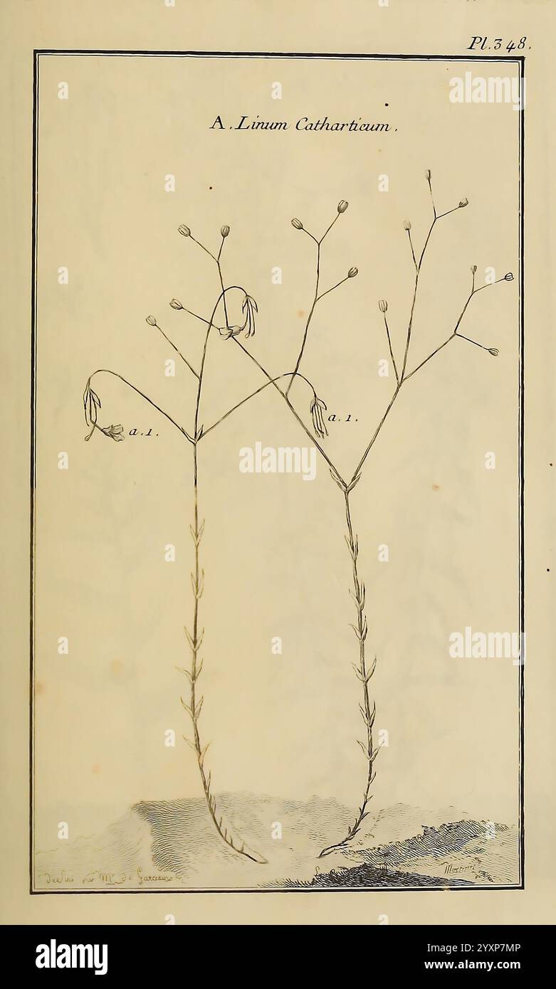 Showcases two slender stems hi-res stock photography and images - Alamy