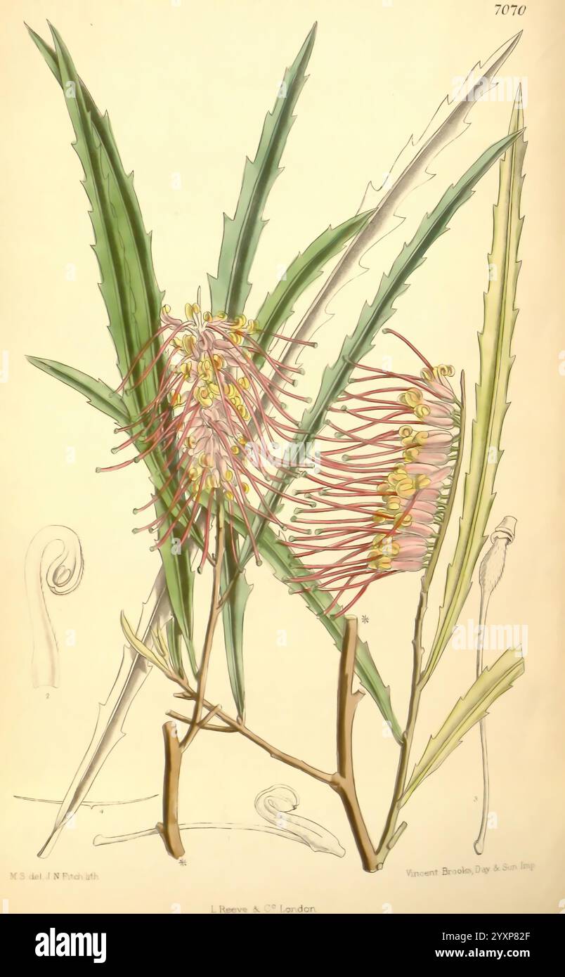 Delicate yet bold display hi-res stock photography and images - Alamy